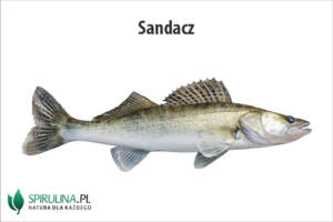 Sandacz