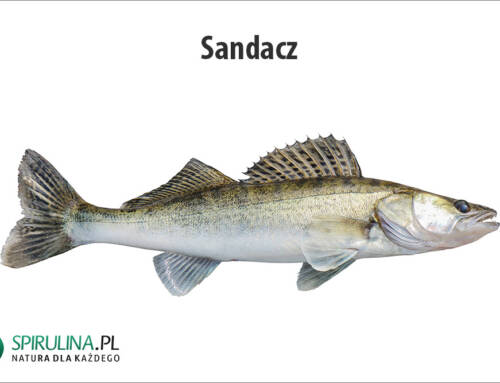 Sandacz