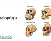 Antropologia