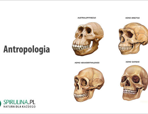 Antropologia