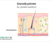 Gruczoły potowe (łac. glandulae sudoriferae)