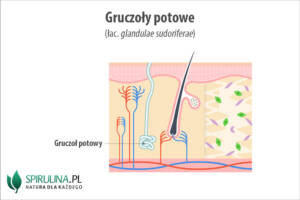 Gruczoły potowe (łac. glandulae sudoriferae)