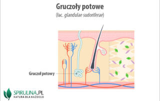 Gruczoły potowe (łac. glandulae sudoriferae)