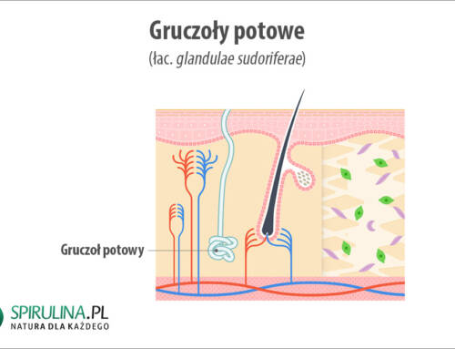 Gruczoły potowe