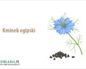 Kminek egipski