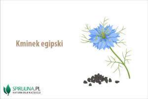 Kminek egipski