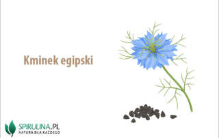 Kminek egipski