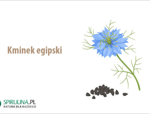 Kminek egipski
