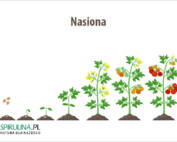 Nasiona