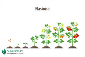 Nasiona