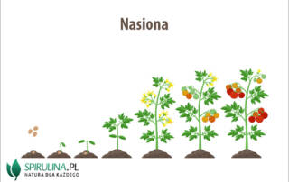 Nasiona