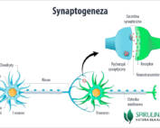 Synaptogeneza