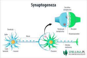 Synaptogeneza