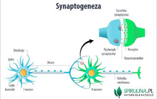Synaptogeneza