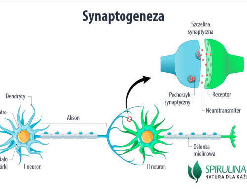 Synaptogeneza
