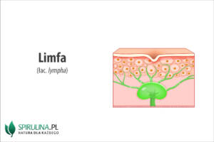 Limfa (łac. lympha)
