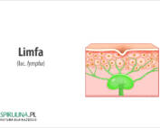 Limfa (łac. lympha)