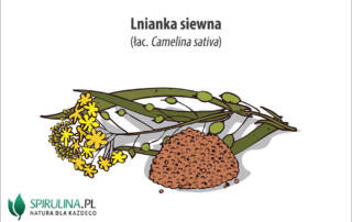 Lnianka siewna (łac. Camelina sativa)