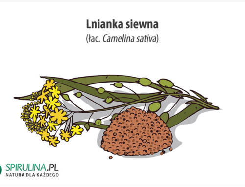 Lnianka siewna