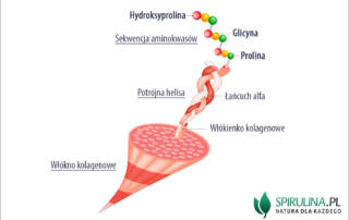 Białka kolagenowe