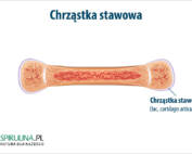 Chrząstka stawowa