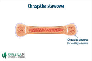 Chrząstka stawowa