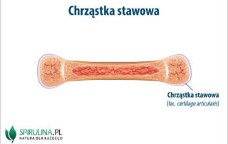 Chrząstka stawowa