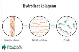 Hydrolizat kolagenu