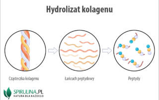 Hydrolizat kolagenu