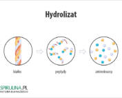 Hydrolizat