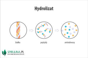 Hydrolizat