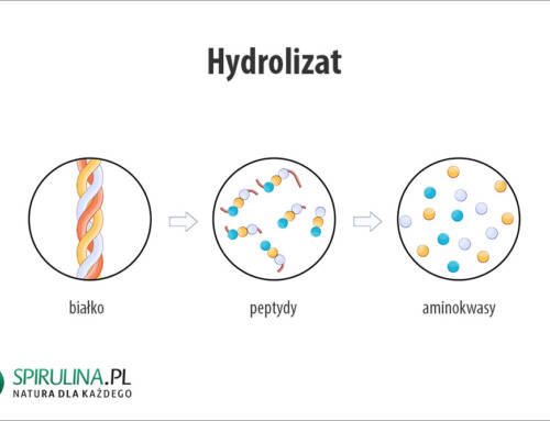 Hydrolizat