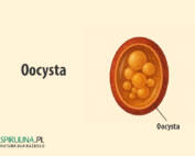 Oocysta
