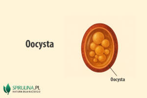 Oocysta