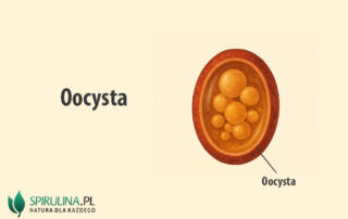 Oocysta