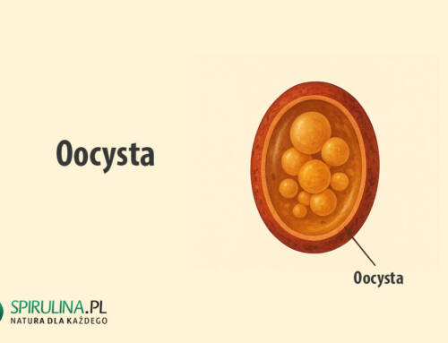 Oocysta