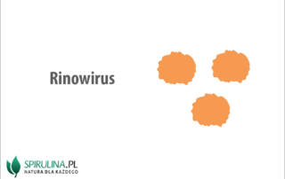 Rinowirus