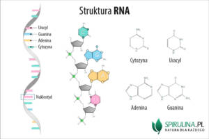 RNA (kwas rybonukleinowy) RNA (kwas rybonukleinowy)