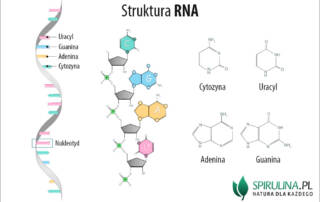 RNA (kwas rybonukleinowy)
