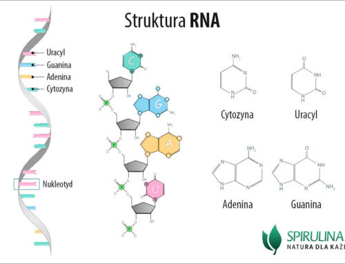 RNA