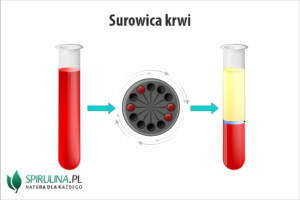 Surowica krwi