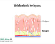 Wchłanianie kolagenu