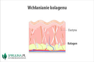 Wchłanianie kolagenu