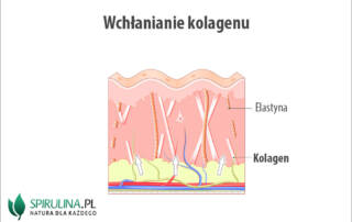 Wchłanianie kolagenu