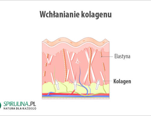 Wchłanianie kolagenu