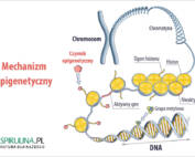 Choroby epigenetyczne