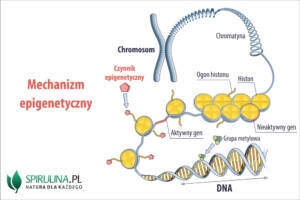 Choroby epigenetyczne