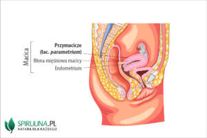 Przymacicze (łac. parametrium)