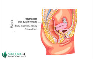 Przymacicze (łac. parametrium)