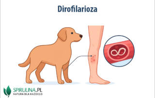 Dirofilarioza